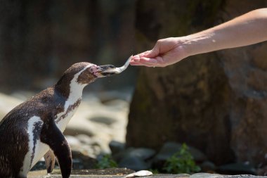 El ile bir balık Humboldt pengueni besleme