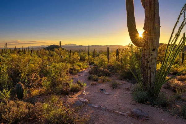 Puesta de sol en el Parque Nacional Saguaro en Arizona —  Fotos de Stock