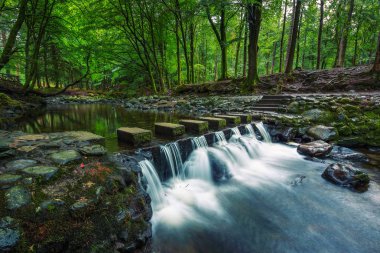 Toprak yol Tollymore Forest Park