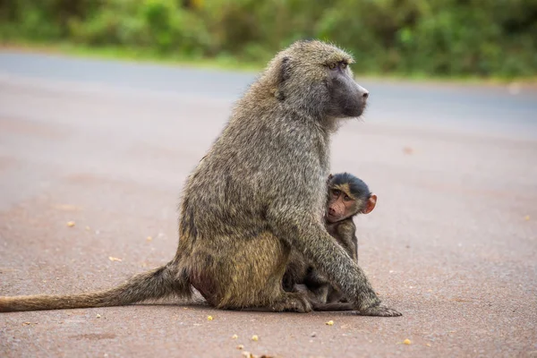 Olive babuino madre con su bebé en la calle — Foto de Stock