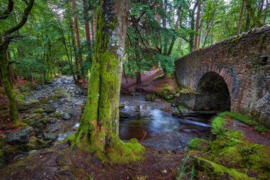 Toprak yol Tollymore Forest Park