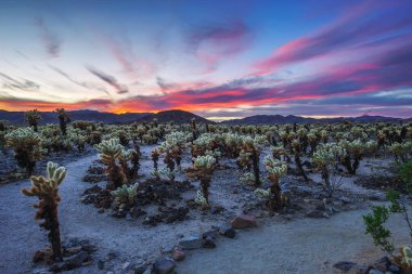 Cholla kaktüs Bahçe Joshua Tree National Park gün batımında