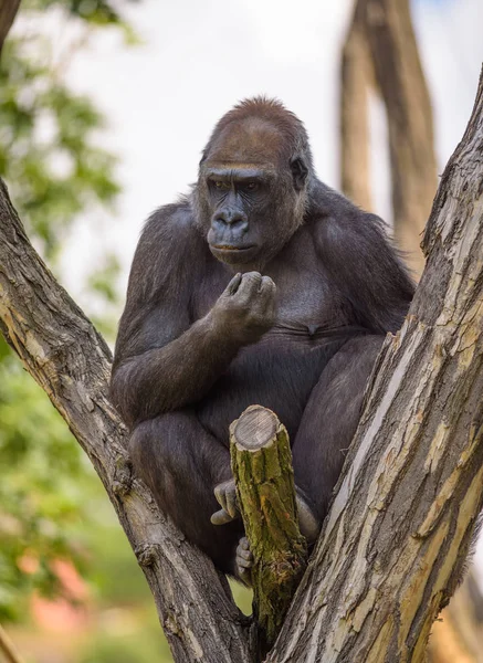 Portrait of a big western lowland gorilla — Stock Photo, Image