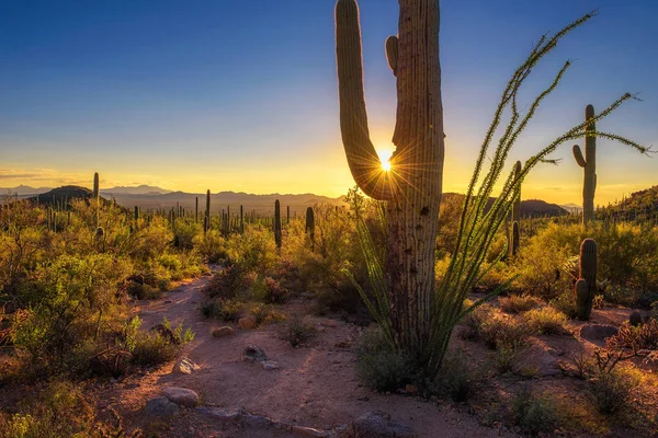 Günbatımı Saguaro Milli Parkı'nda Arizona