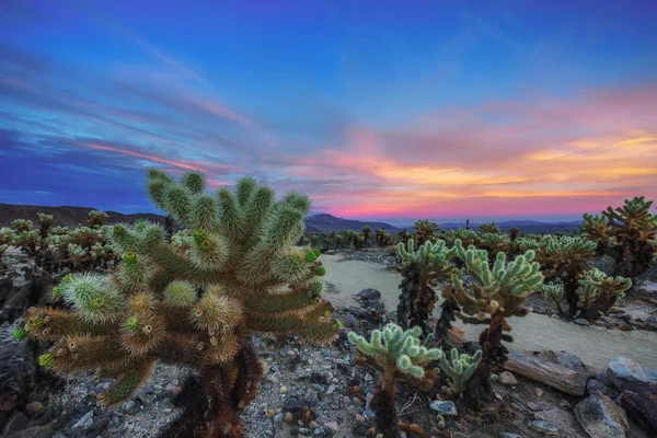 Cholla kaktüs Bahçe Joshua Tree National Park gün batımında