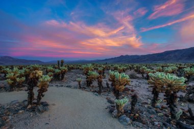 Cholla kaktüs Bahçe Joshua Tree National Park gün batımında