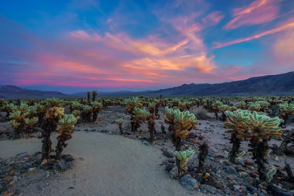 Cholla Cactus Garden nel Parco Nazionale di Joshua Tree al tramonto — Foto Stock