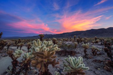 Cholla kaktüs Bahçe Joshua Tree National Park gün batımında