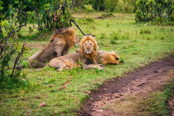 Skupina mužů lvi odpočívající — Stock fotografie