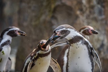 İki Humboldt penguenler bir balık için mücadele