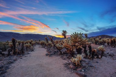 Cholla kaktüs Bahçe Joshua Tree National Park gün batımında