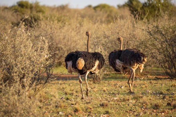 Twee struisvogels rennen op de Afrikaanse savanne — Stockfoto