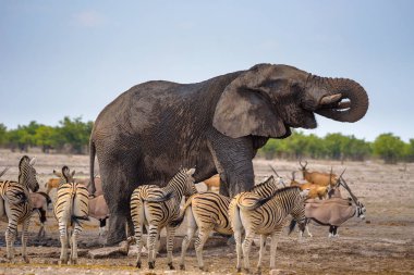 Etosha Milli Parkı'nda Afrika fili zebralarla çevrili su içiyor