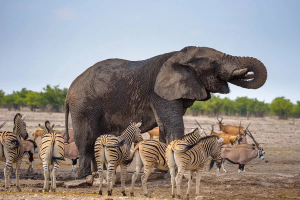L'éléphant d'Afrique boit de l'eau dans le parc national d'Etosha entouré de zèbres — Photo