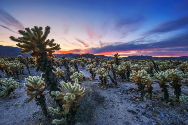 Cholla kaktüs Bahçe Joshua Tree National Park gün batımında
