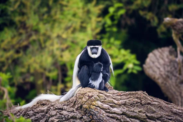 Mantled guereza and its baby — Stock Photo, Image