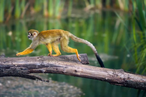Обыкновенная белка-обезьяна ходит по ветке дерева над водой — стоковое фото