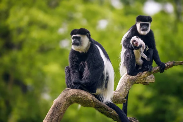 Guereza manchado e seu bebê — Fotografia de Stock