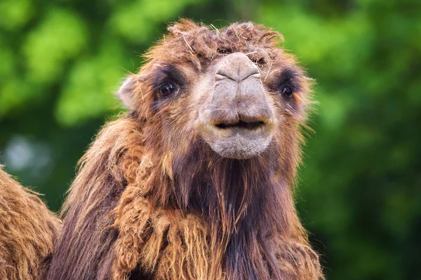 Portrait of a bactrian camel — Stock Photo, Image