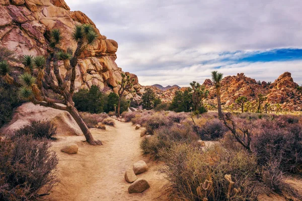 Sentiero del deserto nel Parco Nazionale di Joshua Tree , — Foto Stock