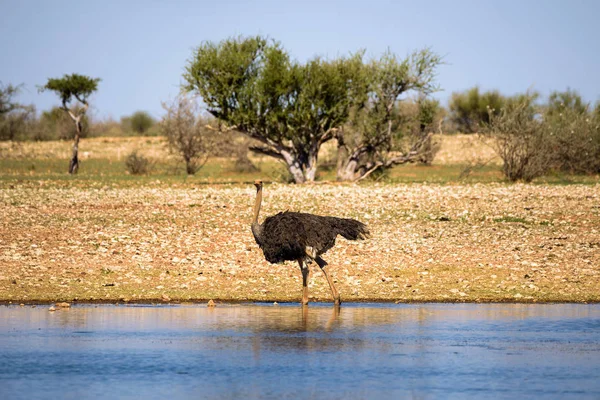 Struisvogel wandelingen in het water in de Kalahari woestijn, Namibië, Afrika — Stockfoto