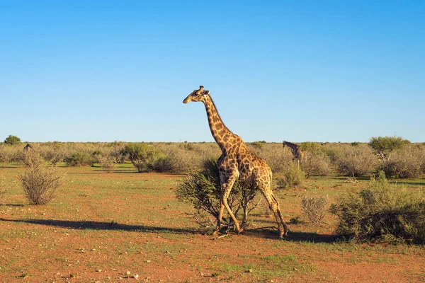 Giraffe walking through the Kalahari desert in Namibia — Stock Photo, Image