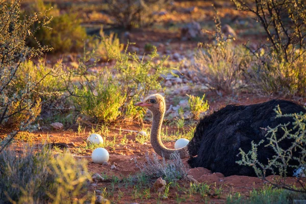 Pštros hlídají vajíčka v Kalaharské poušti v Namibii. — Stock fotografie