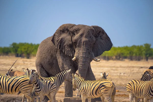 Vzteklý slon obklopený zebry v národním parku Etosha, Namibie — Stock fotografie