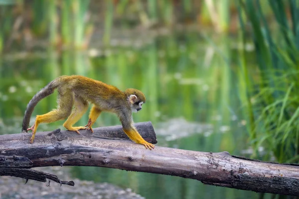 Mono ardilla común caminando sobre una rama de árbol sobre el agua — Foto de Stock