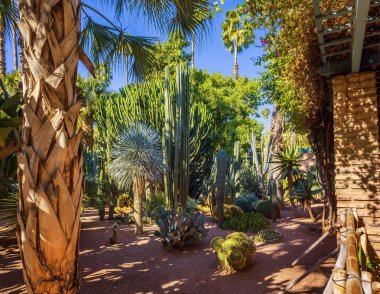 Marakeş'teki Jardin Majorelle botanik bahçesinde kaktüsler ve palmiye ağaçları