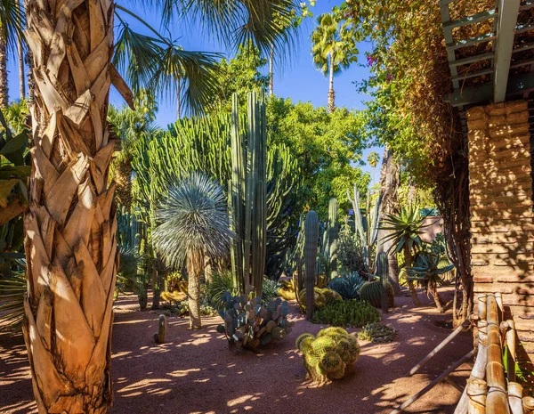 Cactuses and palm trees at the Jardin Majorelle botanical garden in Marrakech — Stock Photo, Image