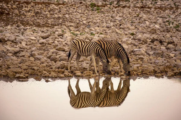 Zwei Zebras trinken Wasser bei Sonnenaufgang im Etoscha Nationalpark, Namibia — Stockfoto