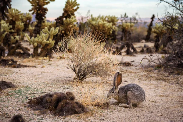 Joshua Tree Milli Parkı'nda bir patikada oturan siyah kuyruklu bir tavşan.