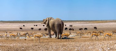 Etosha, Namibya'da bir su birikintisi fil ve birçok devekuşu ve ceylan