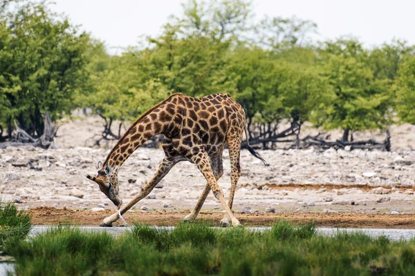 Giraffe trinkt Wasser aus Wasserloch im Etoscha-Nationalpark — Stockfoto