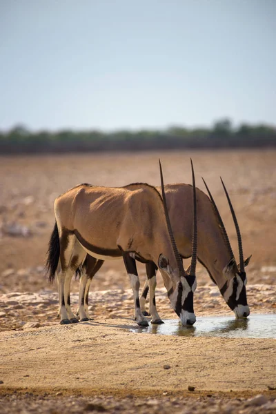 Twee Oryx gazellas drinkwater bij zonsopgang in Etosha National Park, Namibië — Stockfoto