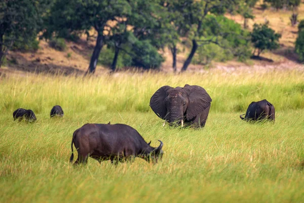 Olifant en buffels grazen in Chobe National Park, Botswana — Stockfoto