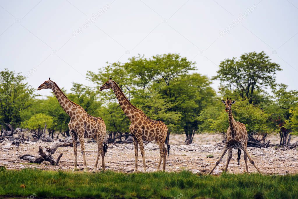 Giraffes drink water from a waterhole in Etosha National Park