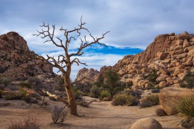 Joshua Tree Milli Parkı'nda çöl izi,