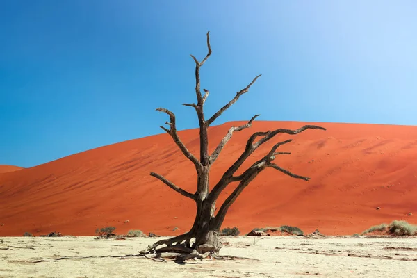 Мертві верблюд шип дерево і червоні дюни Deadvlei в Намібії — стокове фото