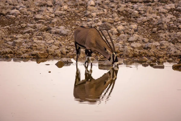 Oryx Gazella trinkt Wasser bei Sonnenaufgang im Etoscha Nationalpark, Namibia — Stockfoto
