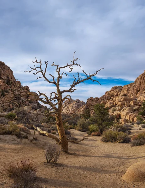 Sentiero del deserto nel Parco Nazionale di Joshua Tree , — Foto Stock