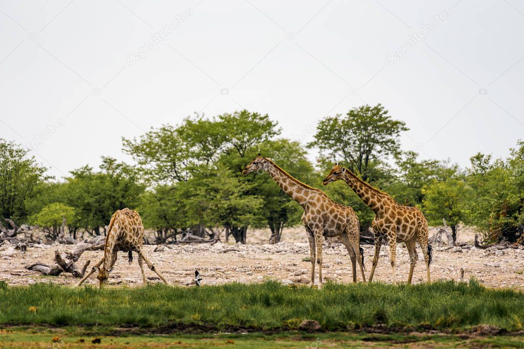 Giraffes drink water from a waterhole in Etosha National Park
