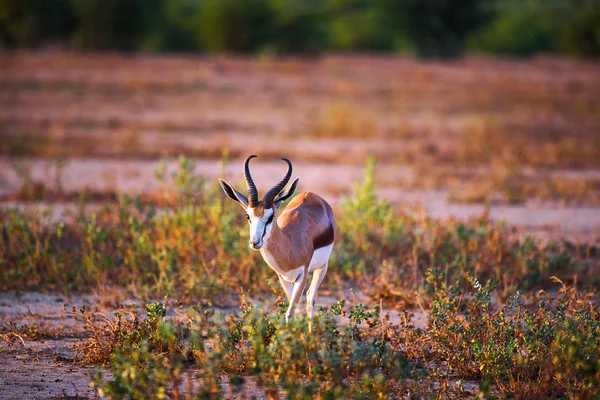 Springbok Antelope gefotografeerd bij zonsondergang in Namibië — Stockfoto
