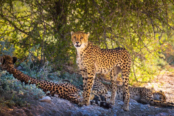 Tři gepardi v národním parku Etosha — Stock fotografie