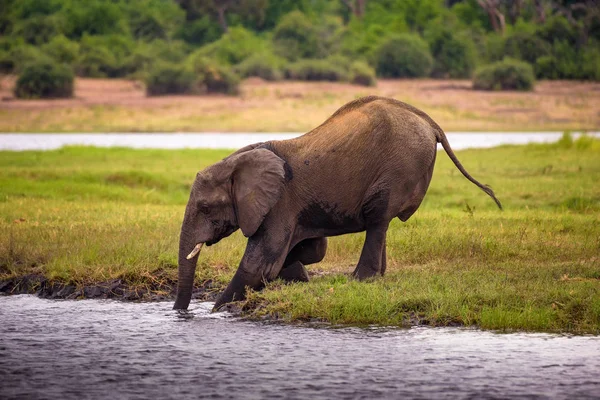 Slon přes řeku Chobe v národním parku Chobe v Botswaně — Stock fotografie