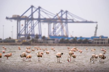 Walvis Körfezi, Namibya pembe flamingolar büyük sürüsü