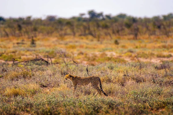 Gepard číhající na kořist při západu slunce v národním parku Etosha v Namibii — Stock fotografie