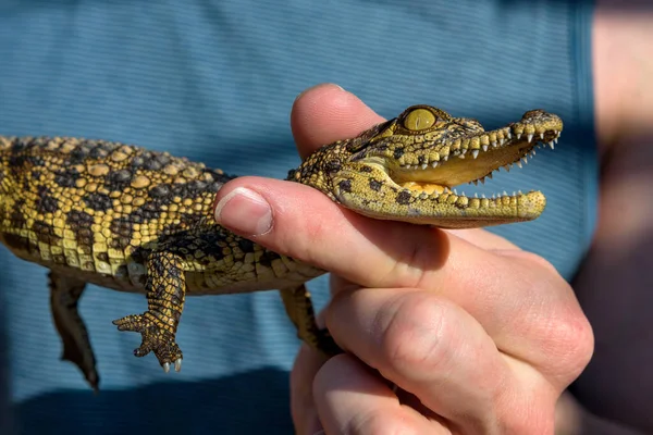 Homme tenant un bébé crocodile — Photo