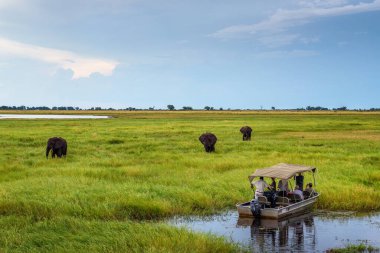 Bottaki turistler Chobe Nehri, Botsvana, Afrika boyunca filleri izliyorlar.